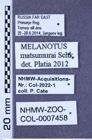 Etiketten zu Melanotus matsumurai (Schenkling, 1927) (NHMW-ZOO-COL-0007458)